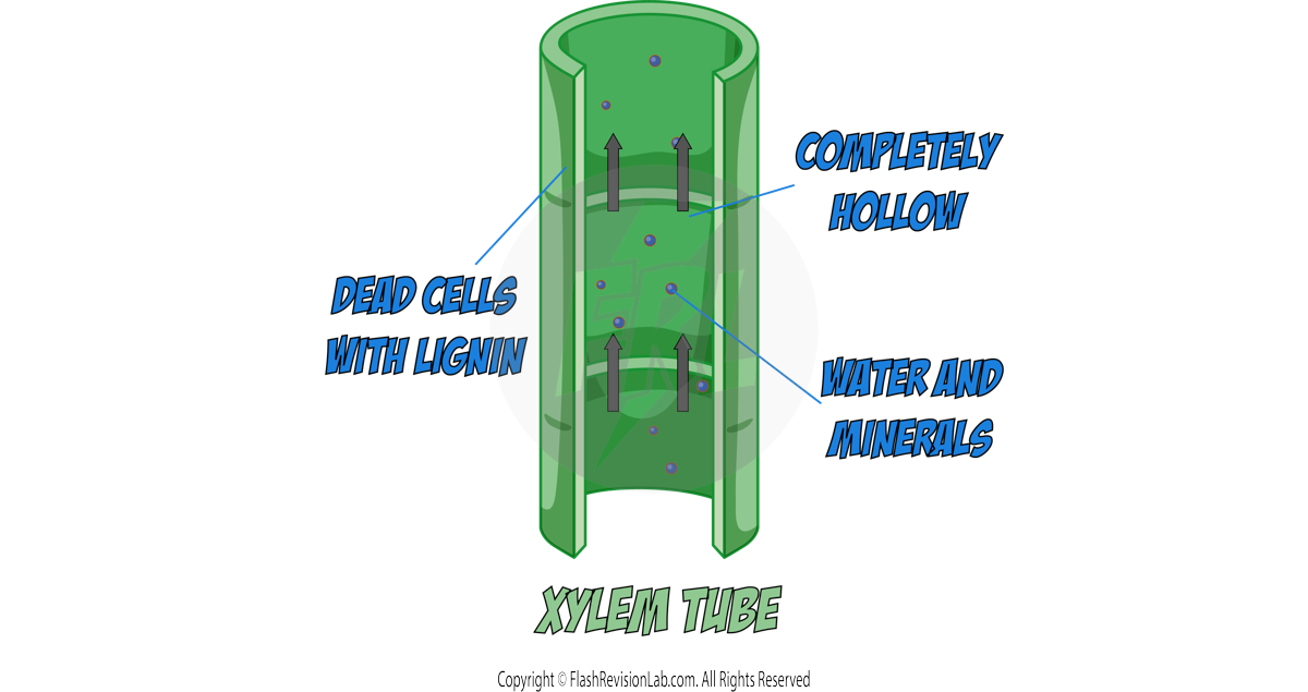 Xylem